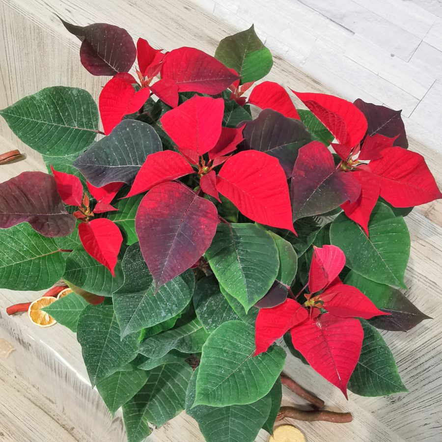 Le Poinsettia Étoile De NoËl Pot De 15 Cm Hauteur 50 Cm Livraison