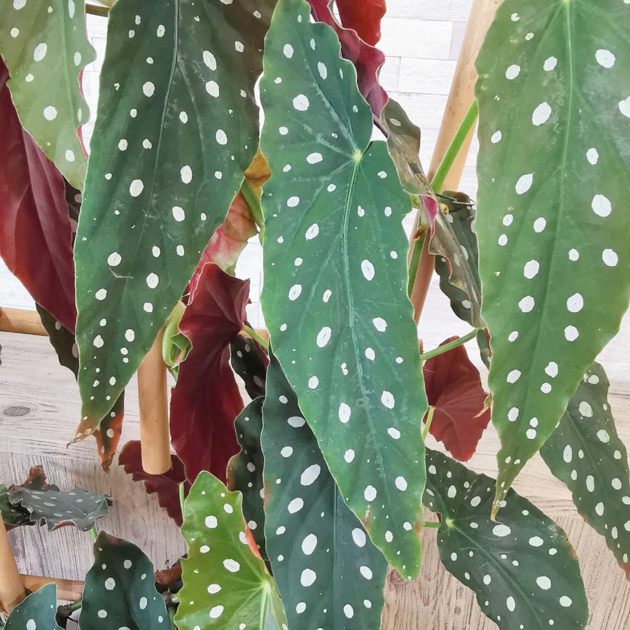 BEGONIA MACULATA - Livraison Toulouse - Calypso Fleurs